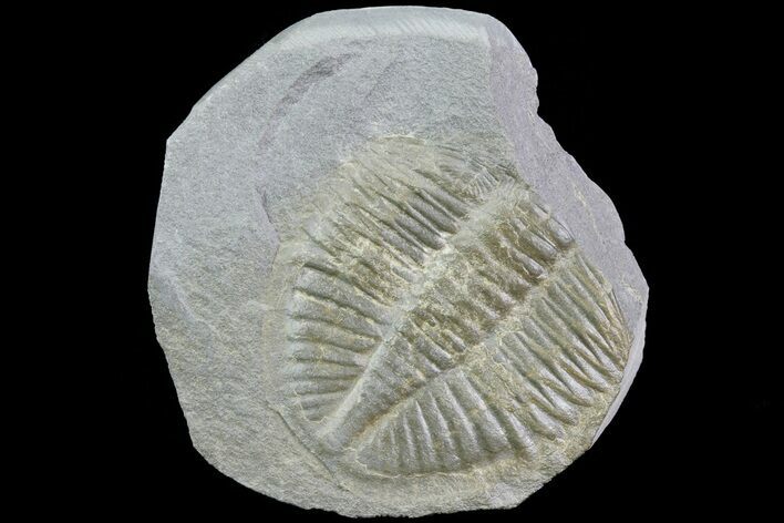 Partial Ogyginus Cordensis - Classic British Trilobite #75933